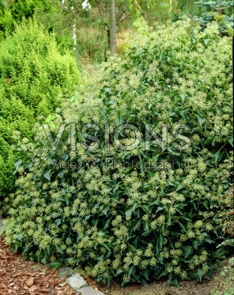 Hedera helix Arborescens