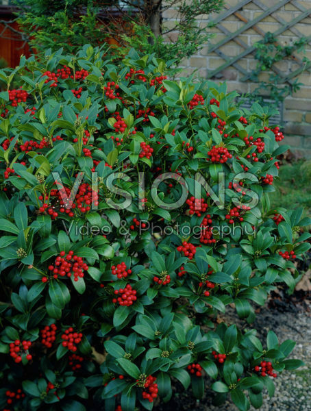Skimmia japonica Foremanii Skimmia japonica Foremanii