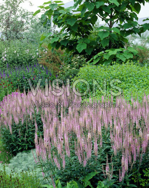 Veronica spicata Pink Damask