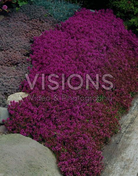 Thymus praecox Purple Beauty