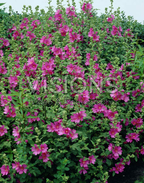 Lavatera Burgundy Wine Lavatera Burgundy Wine