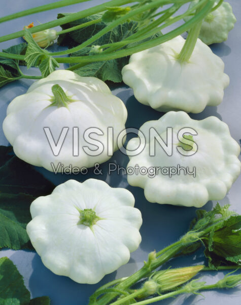 Cucurbita pepo var. melopepo