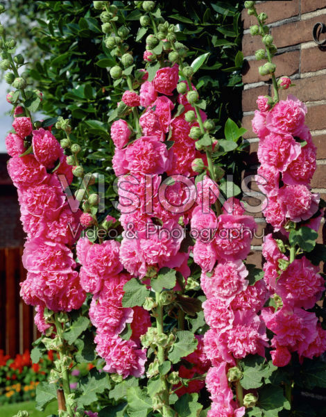 Alcea rosea Chater's Double Pink Alcea rosea Chater's Double Pink
