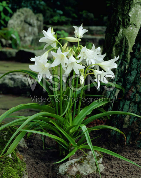 Crinum x powellii Album Crinum x powellii Album