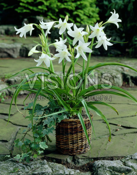 Crinum x powellii Album Crinum x powellii Album
