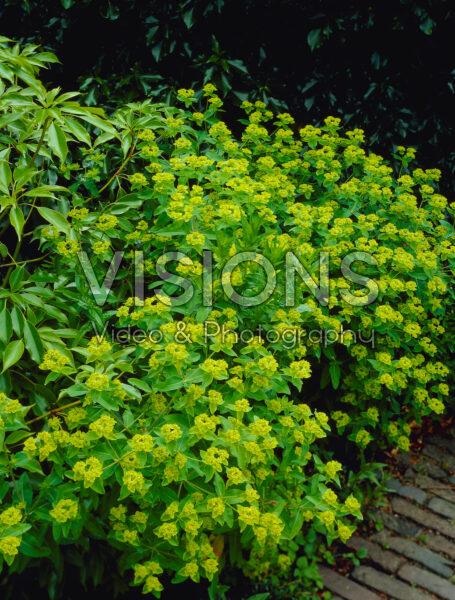 Euphorbia corallioides Euphorbia corallioides