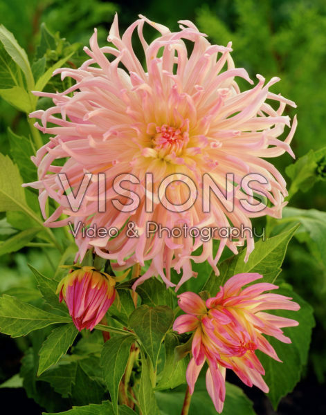 Dahlia Star Surprise | Visions Pictures