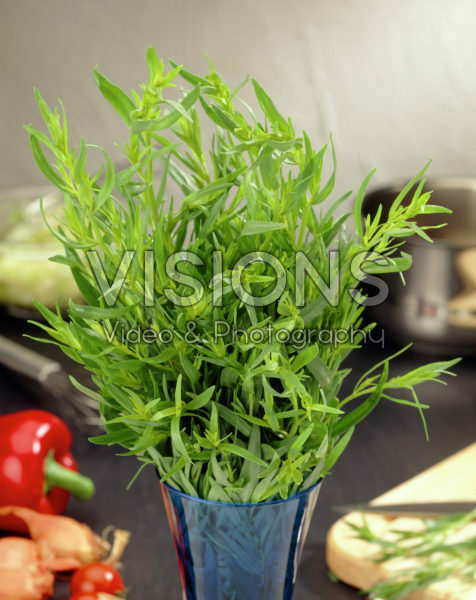 Artemisia dracunculus Artemisia dracunculus