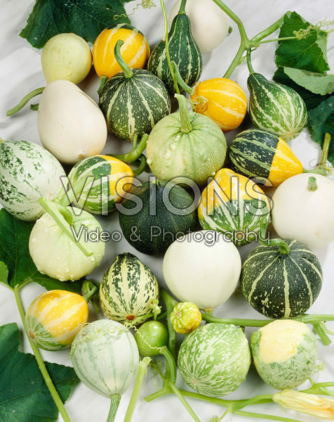 Cucurbita pepo var. ovifera Cucurbita pepo var. ovifera