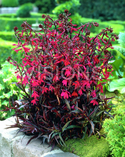 Lobelia speciosa Russian Princess