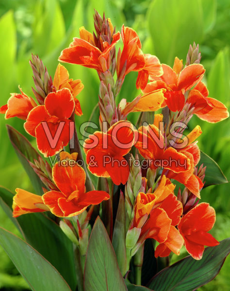 Canna Rosemond Coles Canna Rosemond Coles