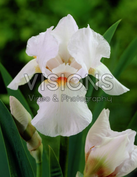 Iris germanica Frost and Flame Iris germanica Frost and Flame