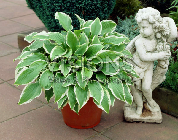 Hosta Carol Hosta Carol