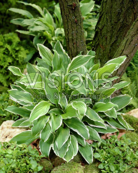 Hosta Undulata Albomarginata Hosta Undulata Albomarginata