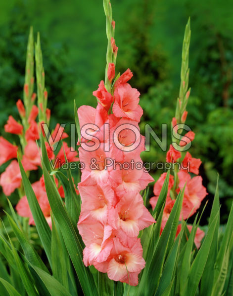 Gladiolus Spic and Span