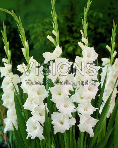 Gladiolus White Goddess Gladiolus White Goddess