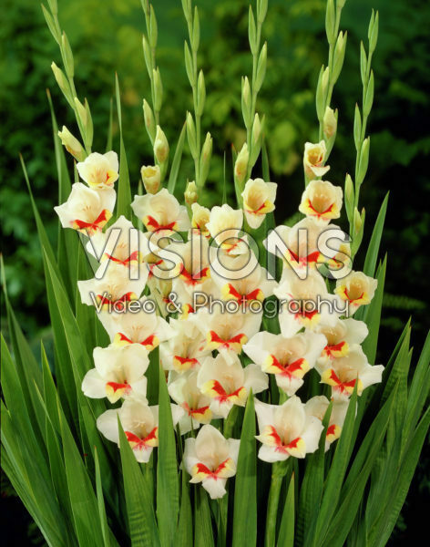 Gladiolus Richmond Gladiolus Richmond