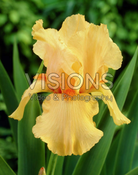 Iris germanica Depth of Field Iris germanica Depth of Field