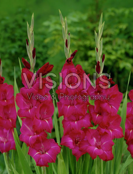 Gladiolus Passion ®