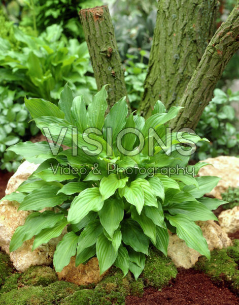 Hosta undulata Erromena Hosta undulata Erromena