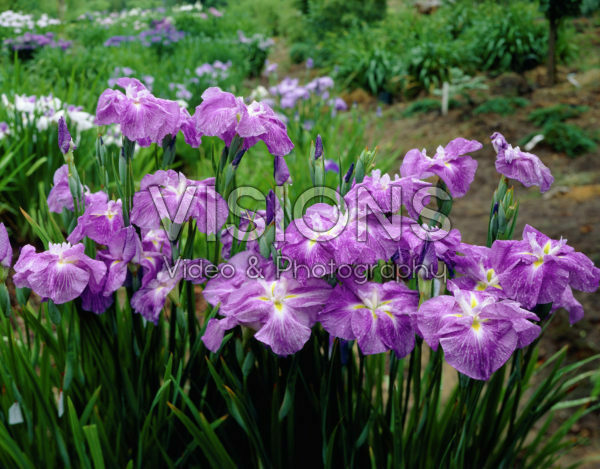 Iris ensata Crystal Halo Iris ensata Crystal Halo