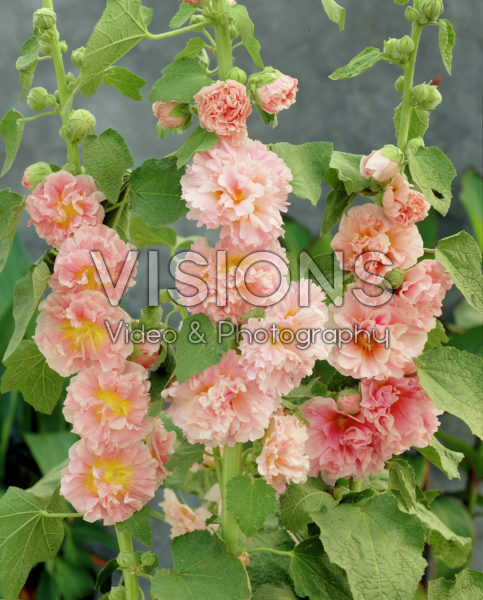 Alcea rosea Chater's Double Apricot, Chaters Double Apricot