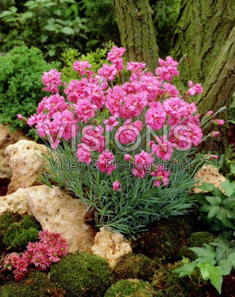 Dianthus plumarius Maggie Dianthus plumarius Maggie