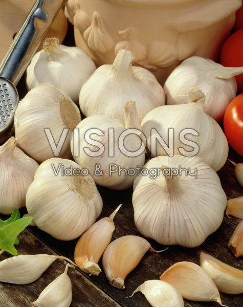 Allium sativum