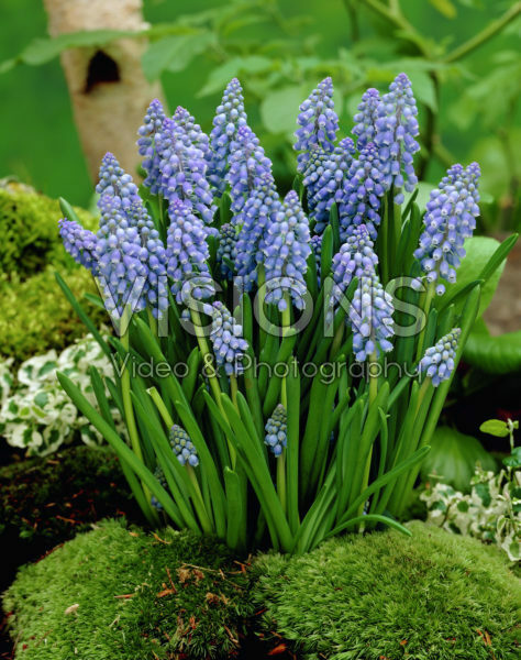 Muscari armeniacum Muscari armeniacum