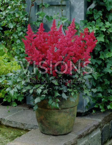 Astilbe Vesuvius Astilbe Vesuvius