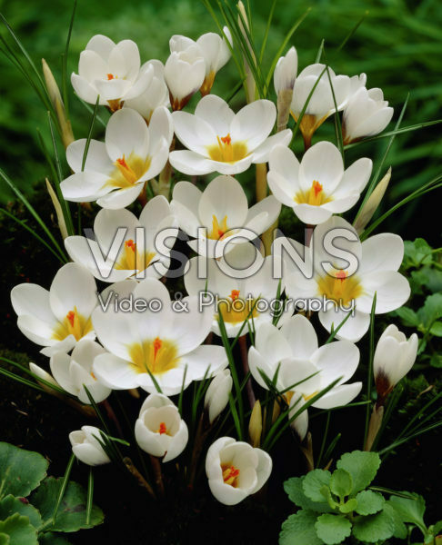 Crocus chrysanthus Ard Schenk Crocus chrysanthus Ard Schenk