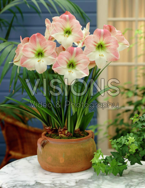 Hippeastrum Apple Blossom Hippeastrum Apple Blossom