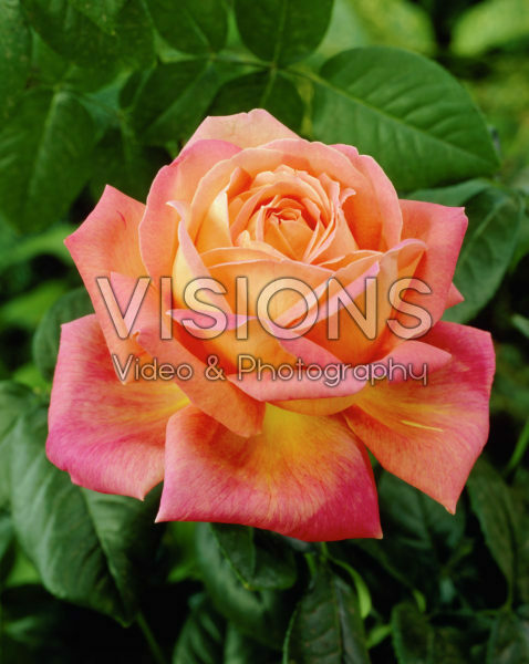 Rosa Peace