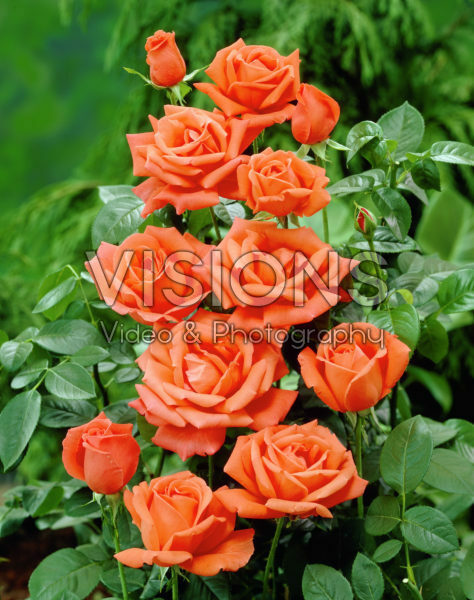 Rosa Joro Rosa Joro