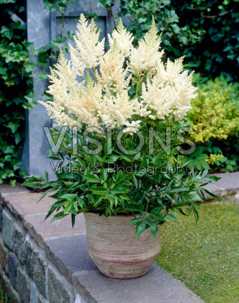Astilbe Weisse Gloria Astilbe Weisse Gloria
