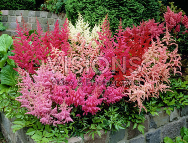 Astilbe mixed