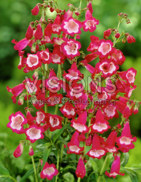 Penstemon Charles Rudd Penstemon Charles Rudd