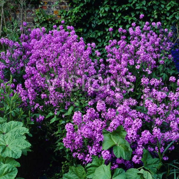 Hesperis matronalis purple