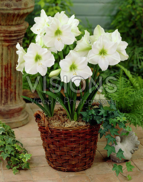 Hippeastrum Matterhorn ® Hippeastrum Matterhorn ®