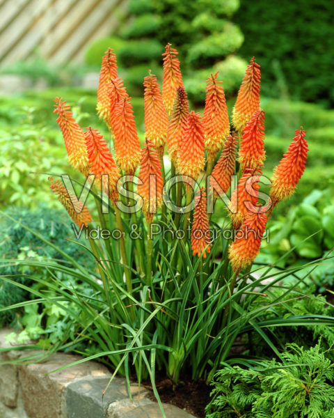 Kniphofia Alcazar Kniphofia Alcazar