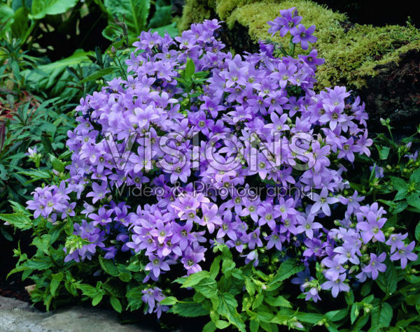Campanula lactiflora Campanula lactiflora