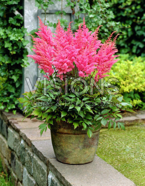 Astilbe Gloria Purpurea Astilbe Gloria Purpurea