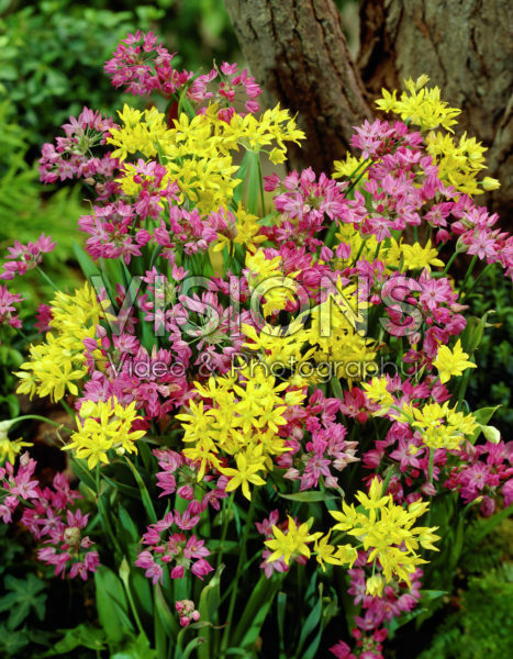 Allium moly, Allium oreophilum