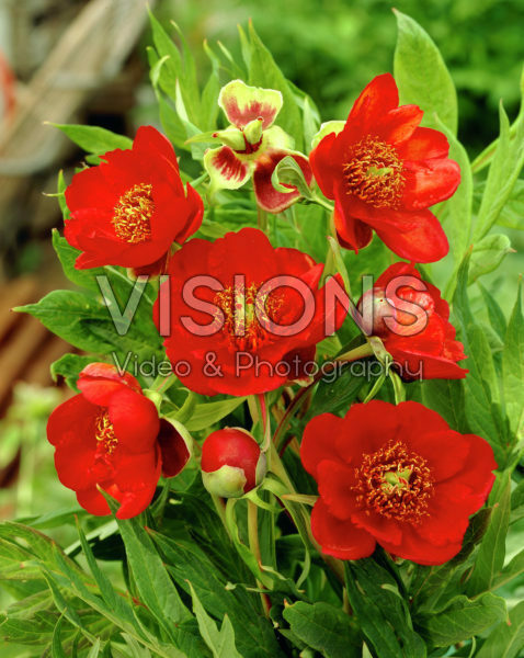 Paeonia x suffruticosa Paeonia x suffruticosa