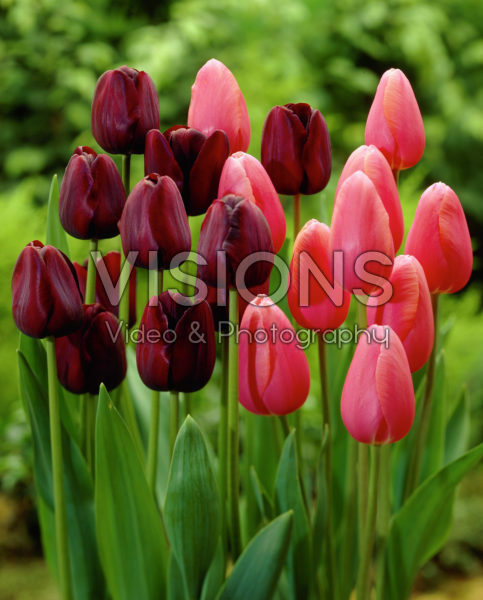 Tulipa Menton, Queen of Night