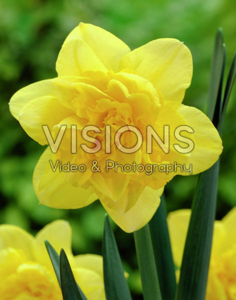 Narcissus Dick Wilden Narcissus Dick Wilden