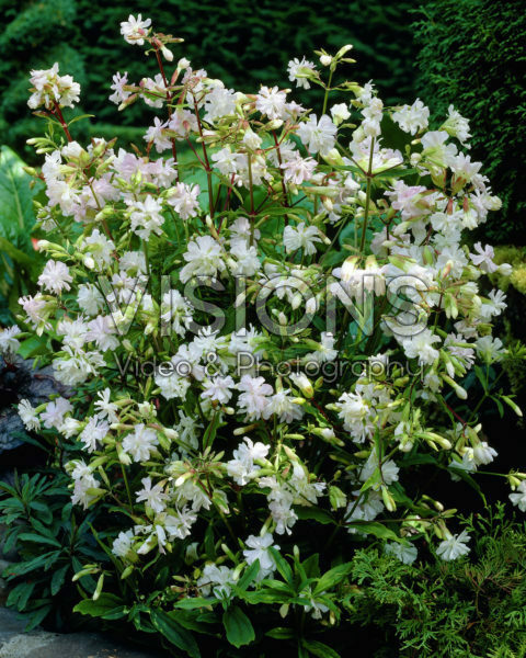 Saponaria officinalis Alba Plena Saponaria officinalis Alba Plena