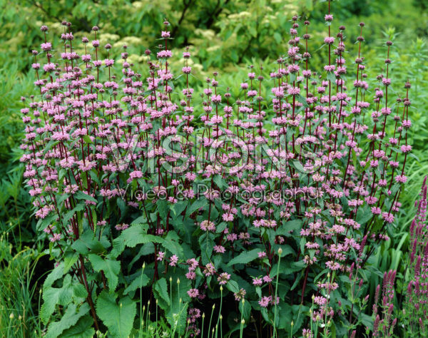 Phlomis tuberosa Amazone Phlomis tuberosa Amazone