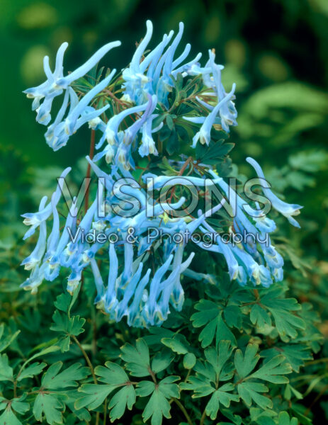 Corydalis flexuosa Blue Panda Corydalis flexuosa Blue Panda