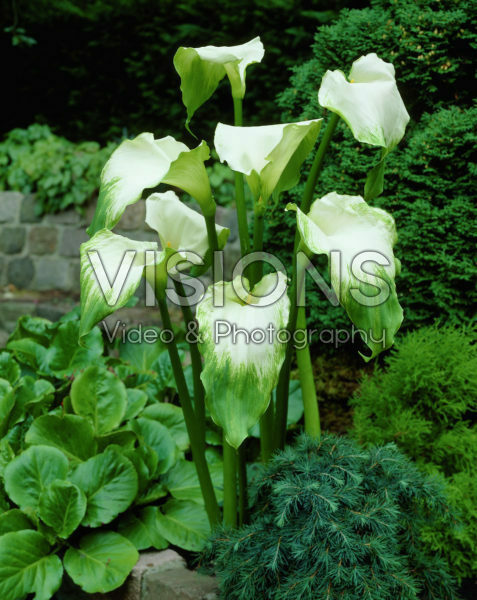 Zantedeschia aethiopica Green Goddess Zantedeschia aethiopica Green Goddess